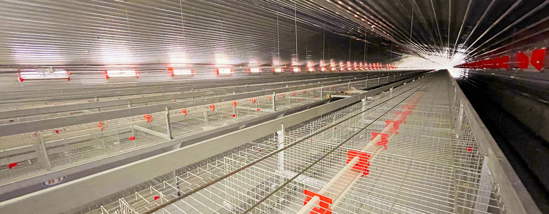 卓一小編建議:使用肉雞養(yǎng)殖設備要注意這幾點