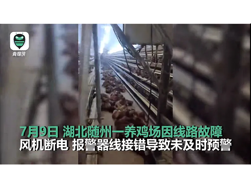 4000只雞被熱死！湖北養(yǎng)雞場停電故障給我們的啟示